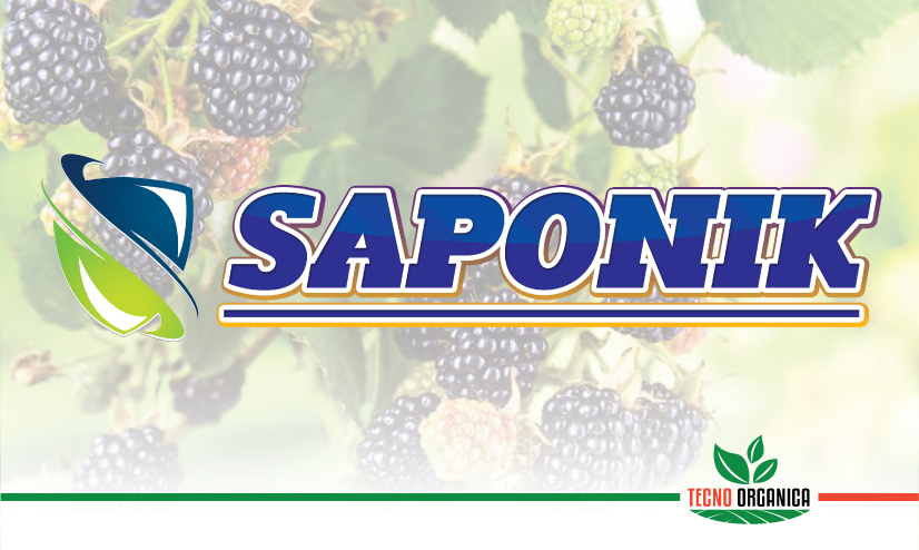 Saponik
