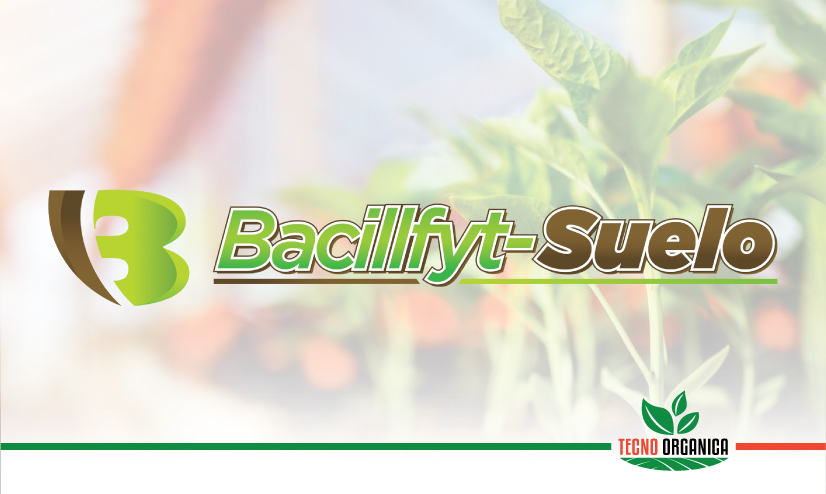 Bacillfyt-Suelo