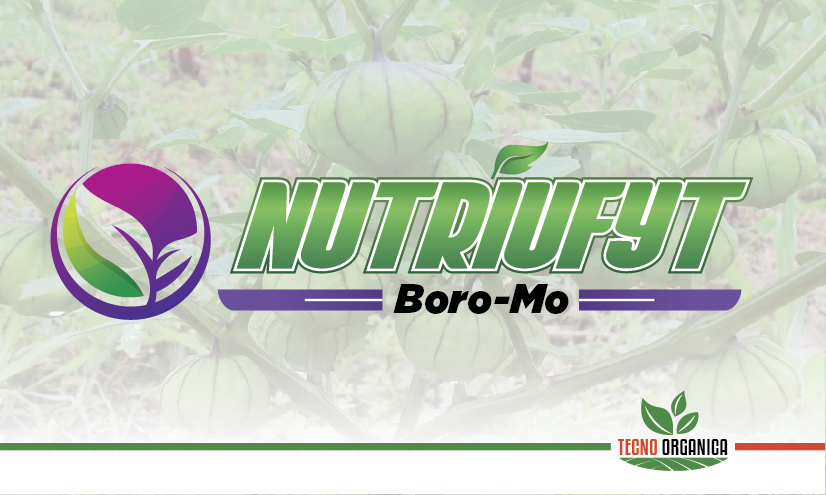 Boro-Mo