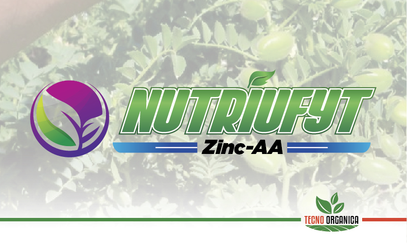 Zinc-AA